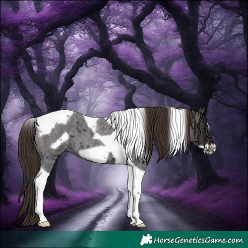 Horse Color:Liver Red Roan Tobiano Frame