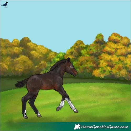 Horse Color:Gray Bay Tobiano Rabicano 
