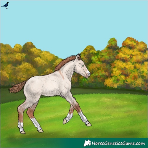 Horse Color:Gold Champagne Roan Dun 