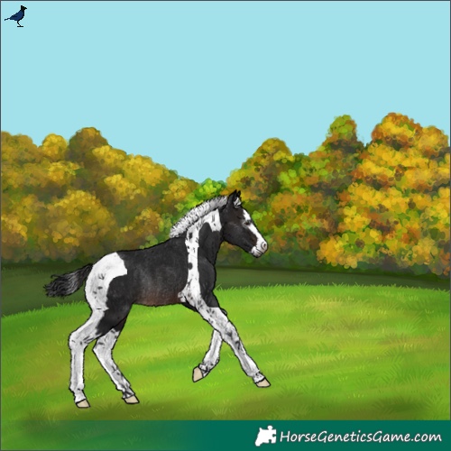 Horse Color:Gray Brown Splash Tobiano Rabicano