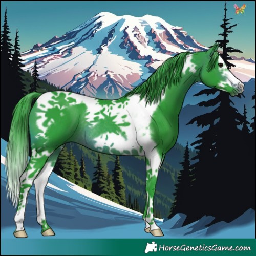 Horse Color:Watercolor Brown Splash Tobiano Frame Rabicano 
