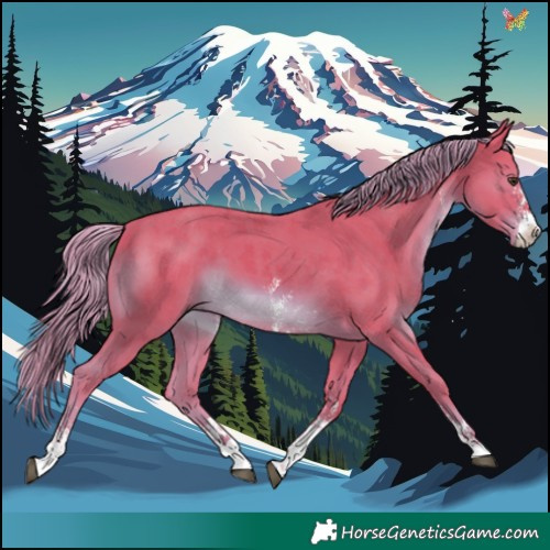 Horse Color:Watercolor Chestnut Sabino 