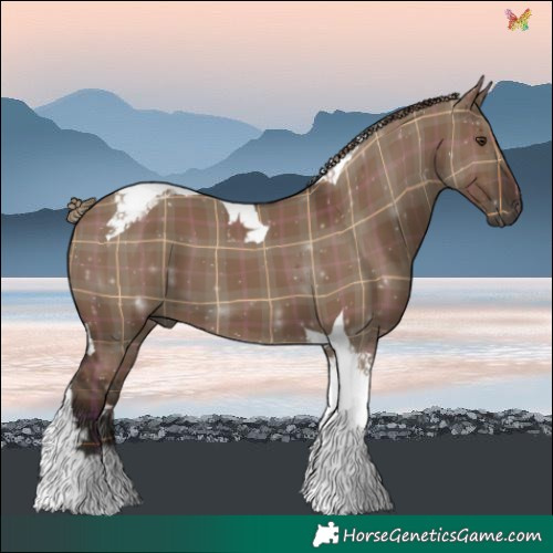 Horse Color:Plaid  Liver Red Dun Tobiano 