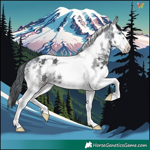 Horse Color:Buckskin Sabino Splash Tobiano 