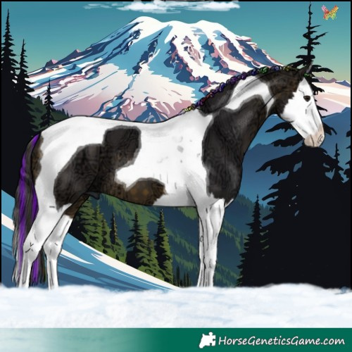 Horse Color:Painted Buckskin Ice Splash Tobiano 