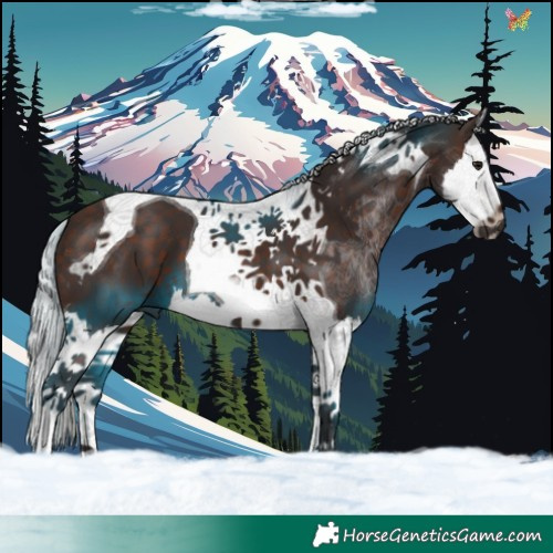 Horse Color:Silver Brown Splash Tobiano 