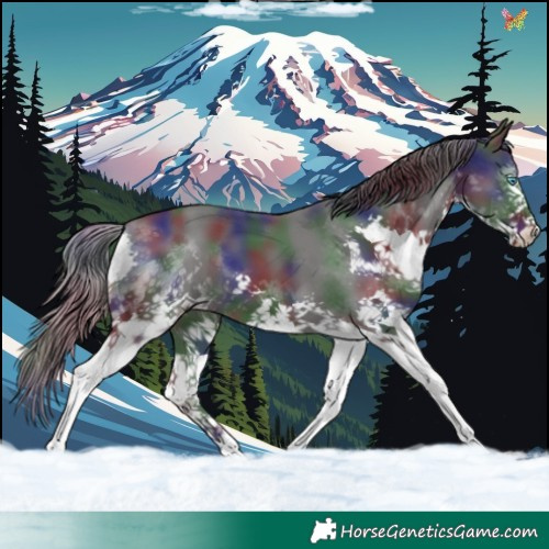 Horse Color:Nacre Black Splash 