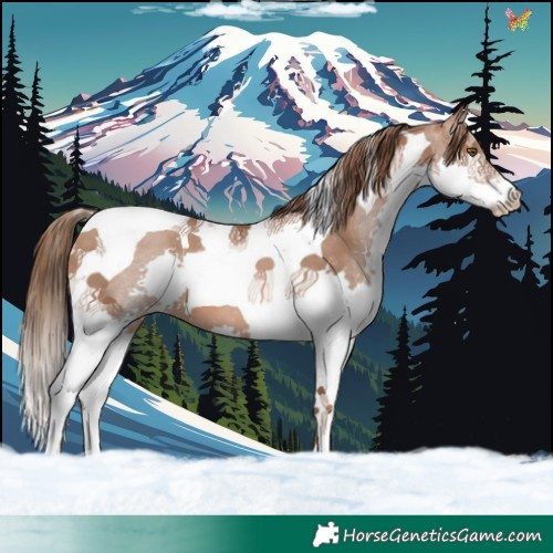Horse Color:Brown Pearl Splash Tobiano 