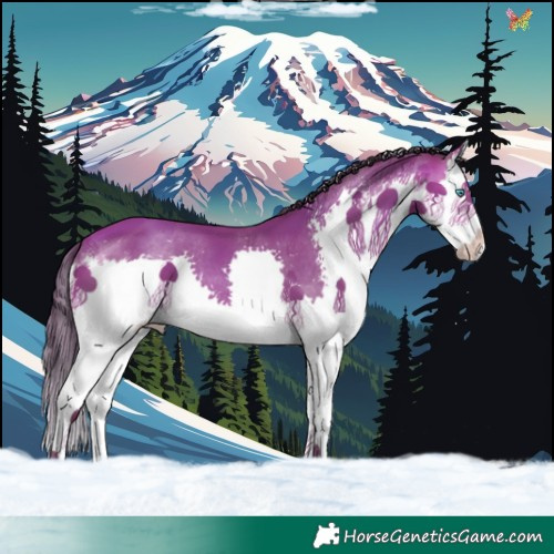 Horse Color:Sable Champagne Sabino Splash 