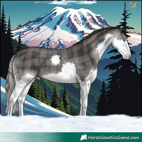 Horse Color:Plaid  Black Splash 
