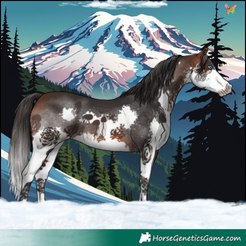 Horse Color:Brown Splash