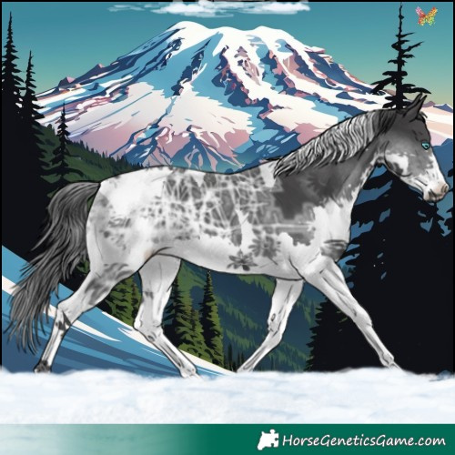 Horse Color:Black Ice Splash Tobiano