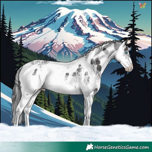 Horse Color:Black Ice Splash Tobiano