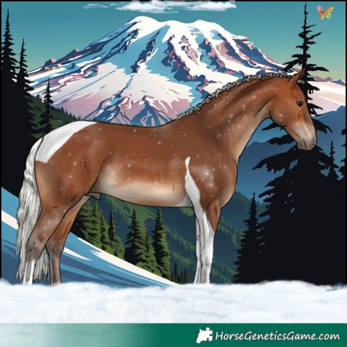 Horse Color:Silver Brown Tobiano 