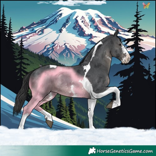 Horse Color:Black Sabino Tobiano