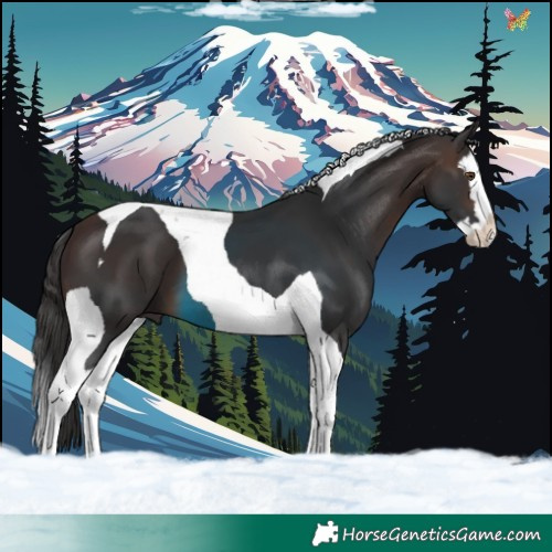 Horse Color:Brown Splash Tobiano 