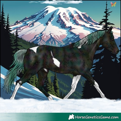 Horse Color:Watercolor Plaid  Midnight Buckskin Ice Tobiano 