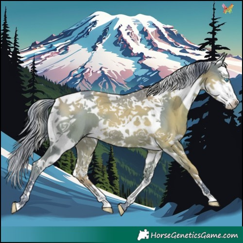 Horse Color:Watercolor Smoky Black Splash Tobiano