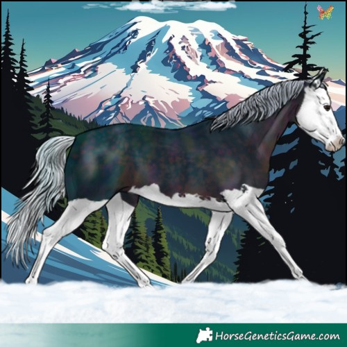 Horse Color:Watercolor Midnight Silver Smoky Black Splash 