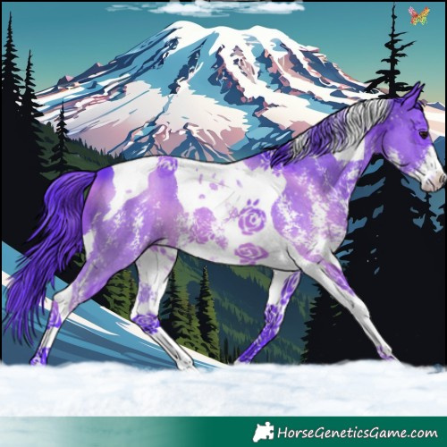 Horse Color:Watercolor Smoky Black Sabino Tobiano 