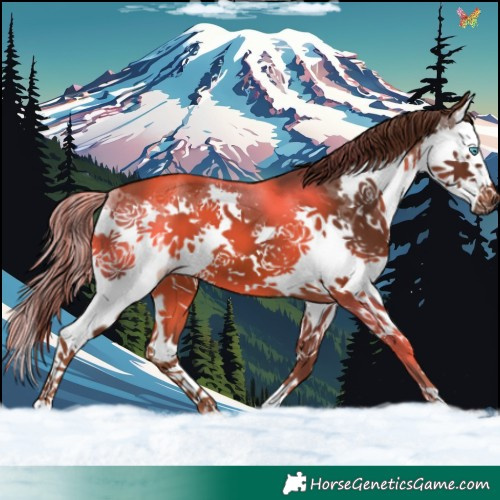 Horse Color:Liver Chestnut Splash 