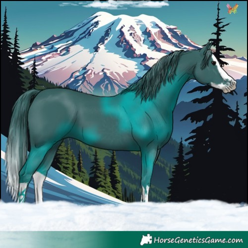 Horse Color:Watercolor Black Splash 