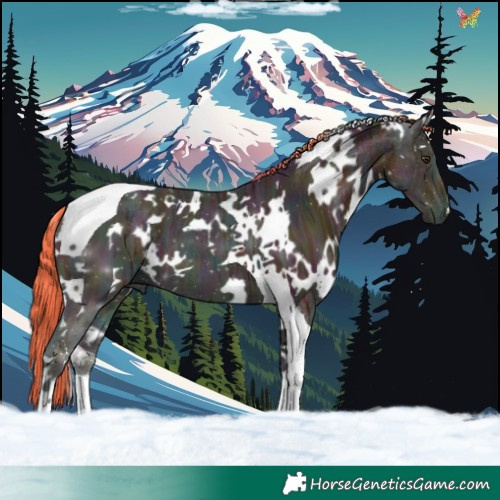 Horse Color:Watercolor White Spotted Midnight Liver Chestnut Ice Tobiano