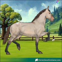 Horse Color:Brown Dun Skewed Appaloosa 