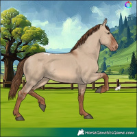Horse Color:Red Dun Skewed Appaloosa 