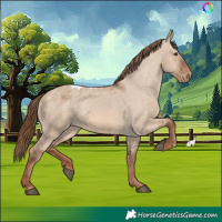 Horse Color:Red Dun Skewed Appaloosa 