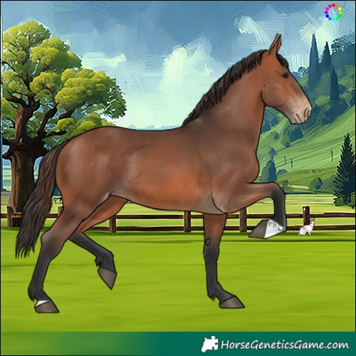 Horse Color:Bay Skewed Appaloosa 