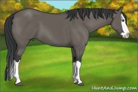 Horse Color:Unknown 