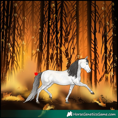 Horse Color:Buckskin Roan Splash 