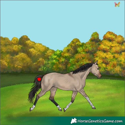 Horse Color:Brown Dun Tobiano 