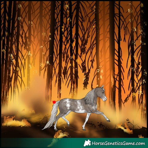 Horse Color:White Spotted Silver Black 