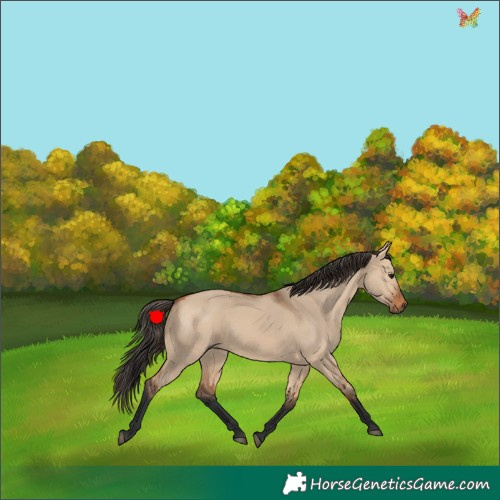 Horse Color:Bay Dun 