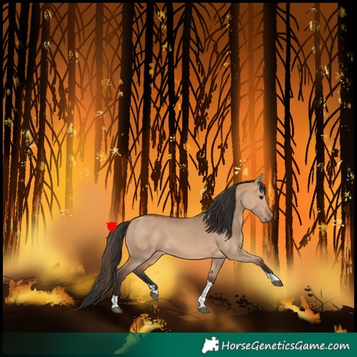 Horse Color:Bay Dun Tobiano 