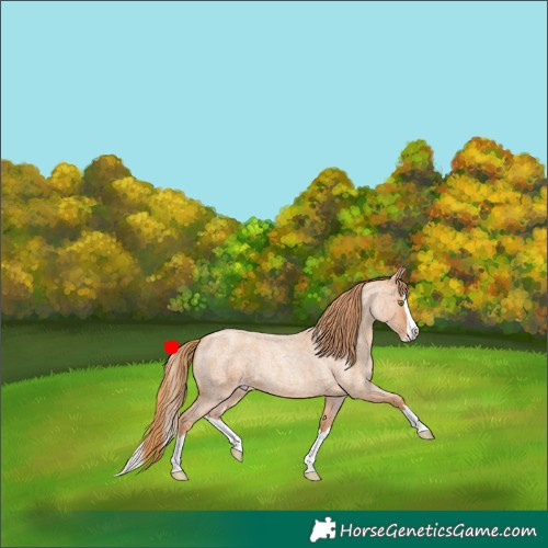 Horse Color:Gold Champagne Roan Splash 
