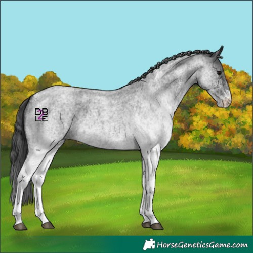 Horse Color:White Spotted Blue Roan 
