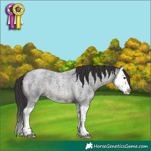 Horse Color:Smoky Blue Roan Splash 