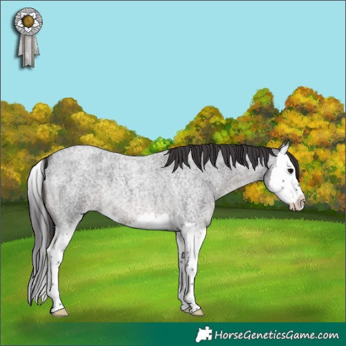 Horse Color:Smoky Blue Roan Splash 