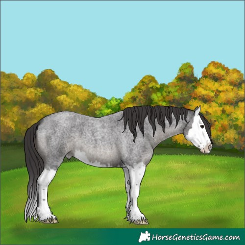 Horse Color:Smoky Blue Roan Splash 