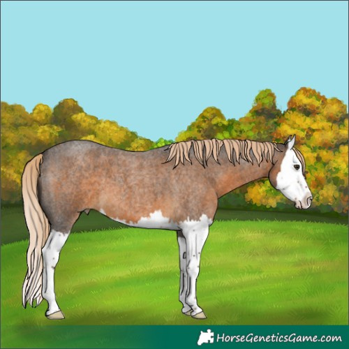 Horse Color:Chocolate Palomino Roan Splash 