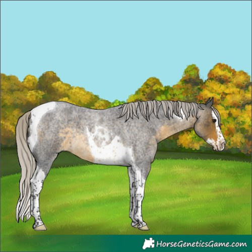 Horse Color:Silver Buckskin Roan Splash Tobiano 