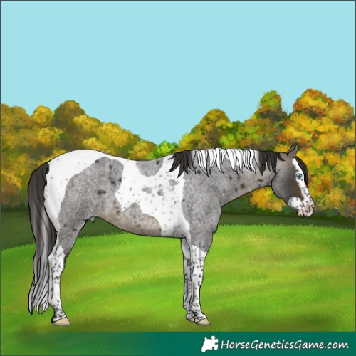 Horse Color:Buckskin Roan Splash Tobiano 