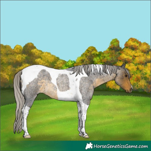 Horse Color:Silver Buckskin Roan Tobiano 
