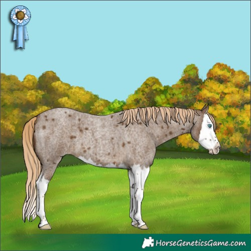 Horse Color:Chocolate Palomino Roan Splash