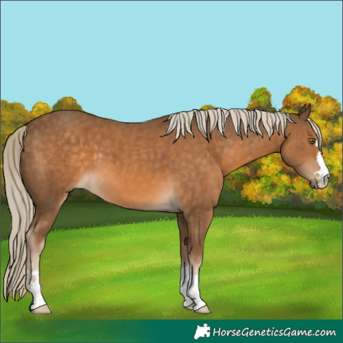 Horse Color:Chocolate Palomino 
