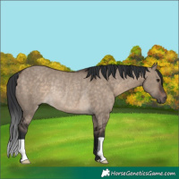 Horse Color:Brown Dun Rabicano