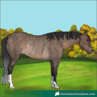 Horse Color:Brown Dun Rabicano